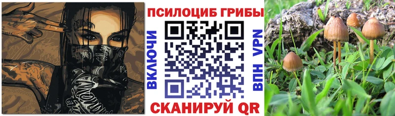 darknet Telegram  наркотики  Реж  Псилоцибиновые грибы Magic Shrooms 